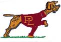 Pointer Dog
